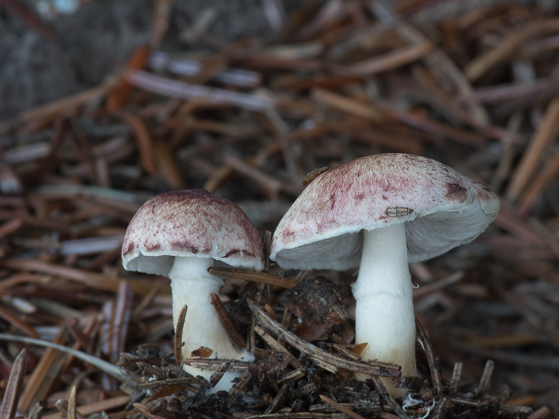 Agaricus purpurellus